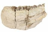 Fossil Oreodont (Merycoidodon) Partial Mandible - South Dakota #198227-5